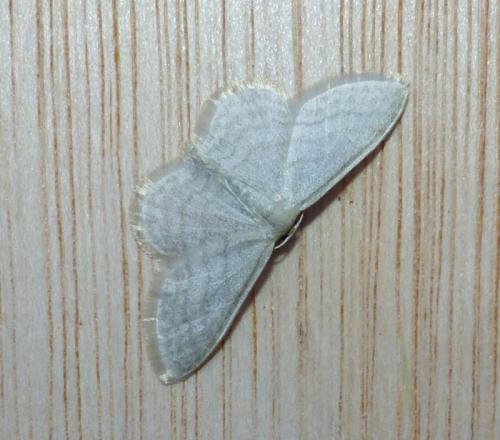 Idaea subsericeata